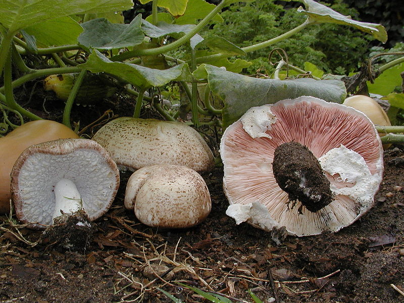 Natural Supplement to fight Cancer