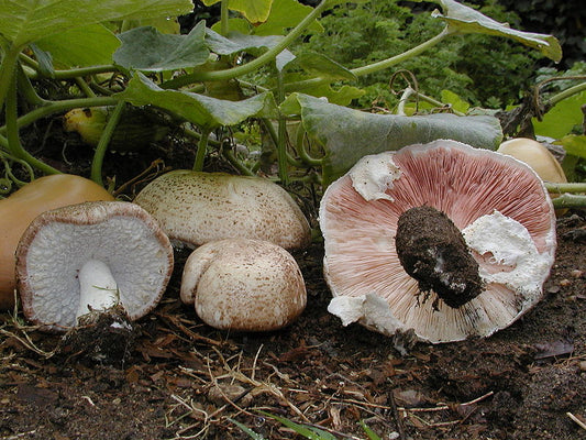 Natural Supplement to fight Cancer