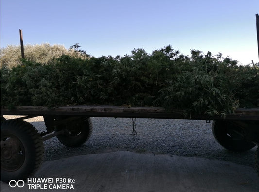 this is the actual cart taking our organic hemp in Romania from the field to the cold press.